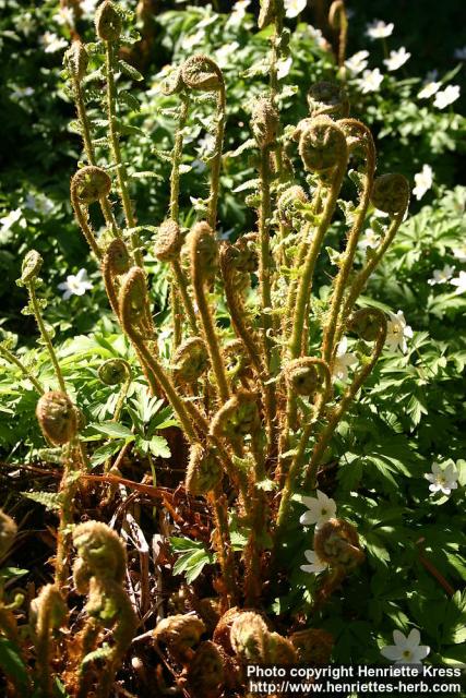 Photo: Dryopteris filix mas 2.