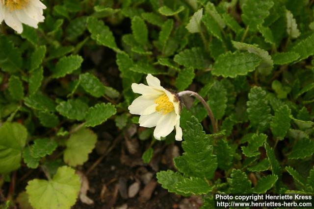 Photo: Dryas x suendermanii.