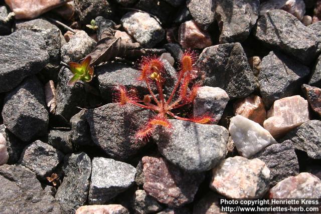 Photo: Drosera rotundifolia 15.