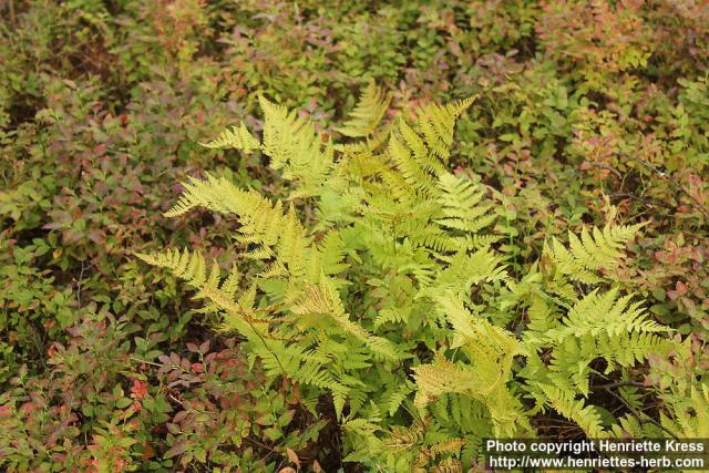 Photo: Dryopteris carthusiana 0.