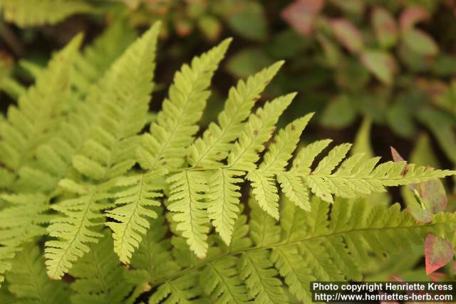 Photo: Dryopteris carthusiana 1.