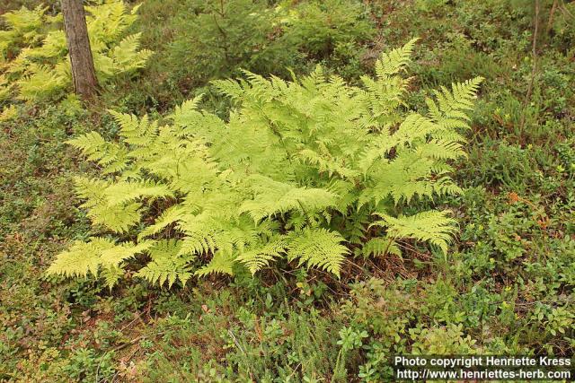 Photo: Dryopteris carthusiana 3.