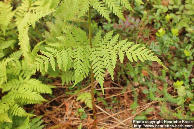 Photo: Dryopteris carthusiana 4.