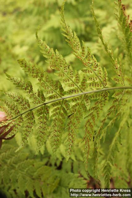 Photo: Dryopteris carthusiana 5.