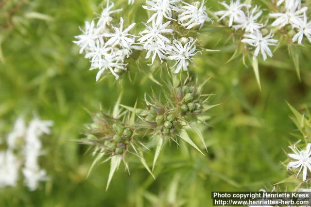 Photo: Drypis spinosa 2.