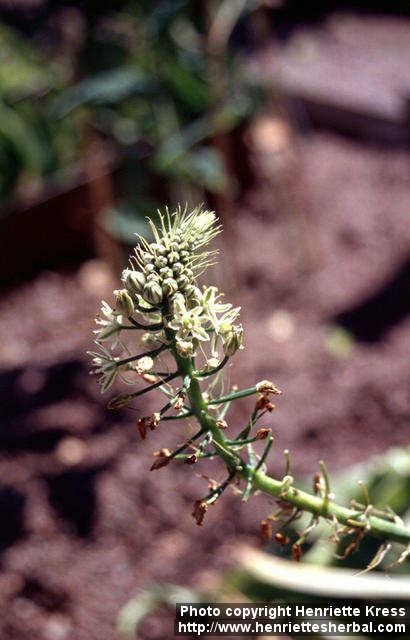 Photo: Drimia maritima 7.