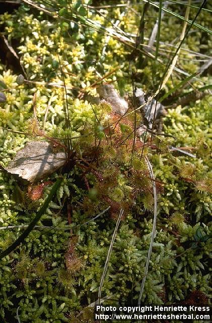 Photo: Drosera rotundifolia 1.