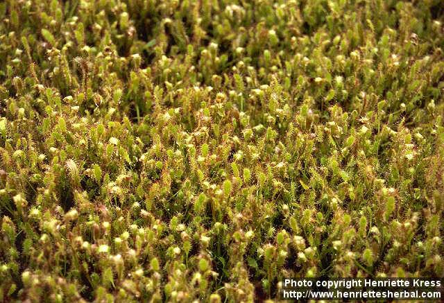 Photo: Drosera rotundifolia 6.