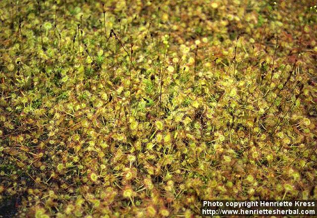 Photo: Drosera rotundifolia 7.