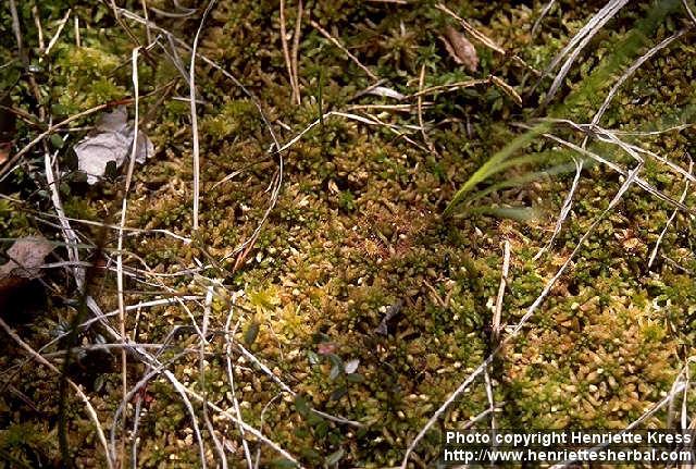 Photo: Drosera rotundifolia 9.