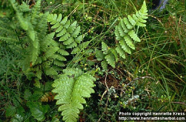 Photo: Dryopteris cristata.