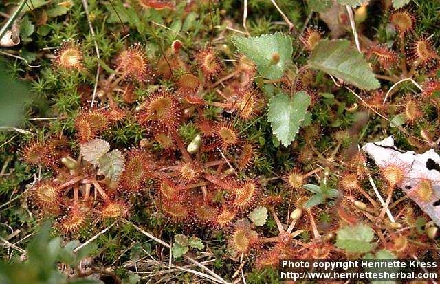 Photo: Drosera rotundifolia 4.