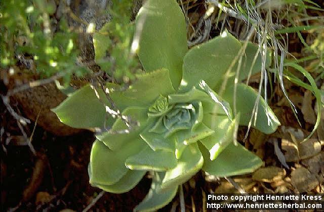 Photo: Dudleya.