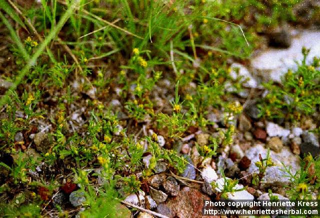 Photo: Dyssodia papposa.