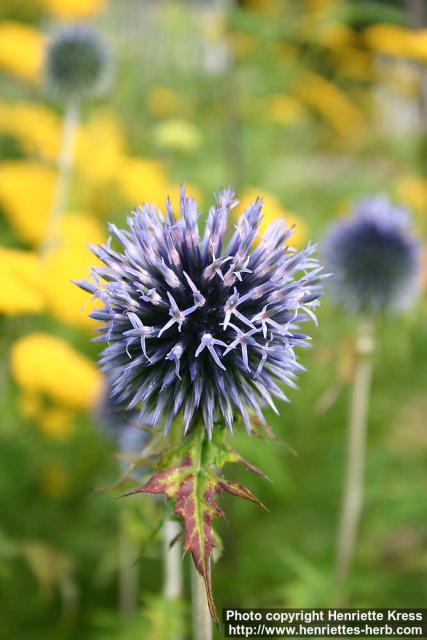 Photo: Echinops bannaticus 7.