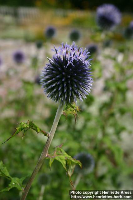 Photo: Echinops bannaticus 8.