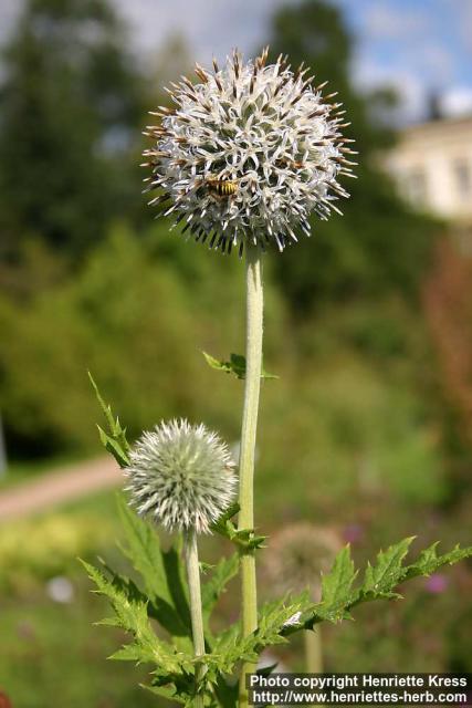 Photo: Echinops bannaticus 9.