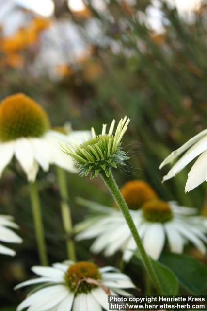 Photo: Echinacea purpurea 28.