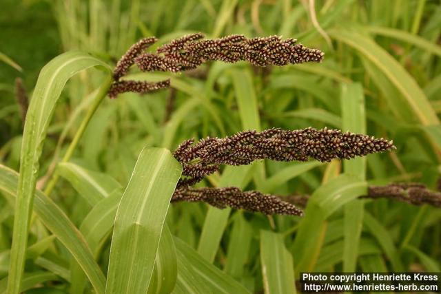 Photo: Echinochloa frumentacea.