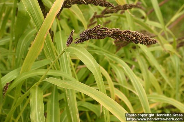 Photo: Echinochloa frumentacea 1.