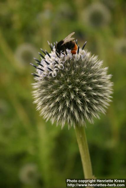 Photo: Echinops bannaticus 11.