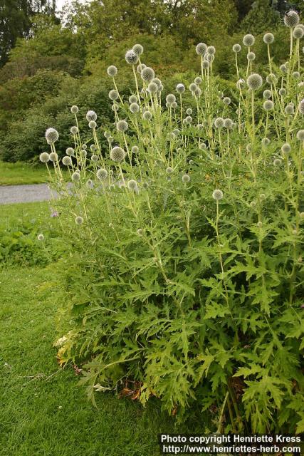 Photo: Echinops bannaticus 12.