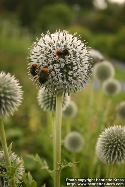 Photo: Echinops bannaticus 13.