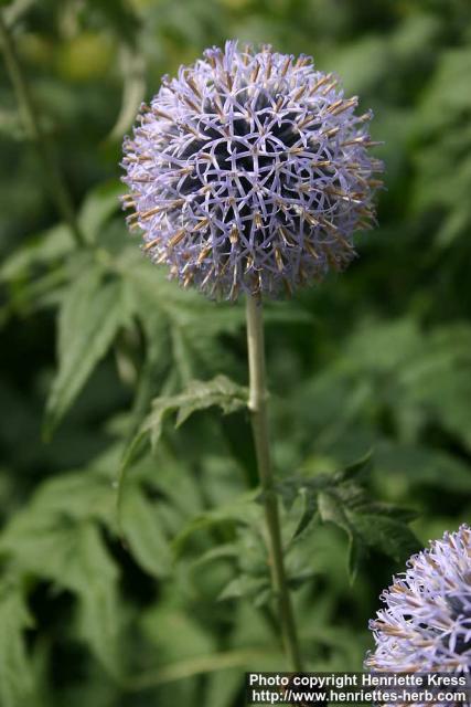 Photo: Echinops bannaticus 16.