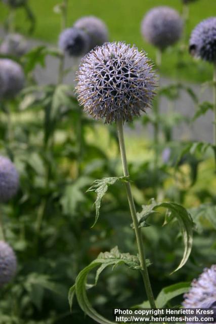 Photo: Echinops bannaticus 17.