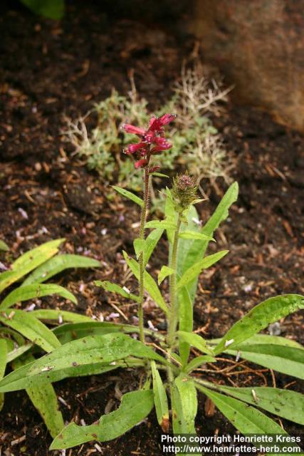 Photo: Echium russicum.