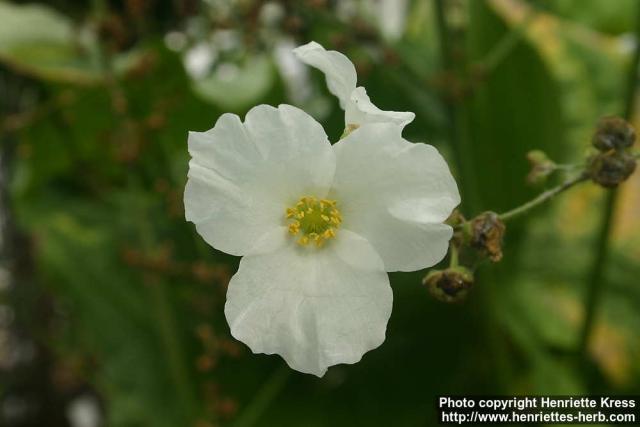 Photo: Echinodorus grandiflorus.