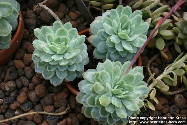 Photo: Echeveria secunda.