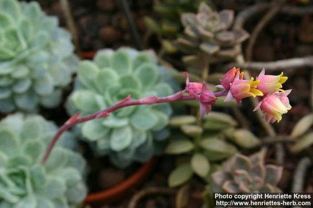 Photo: Echeveria secunda 1.