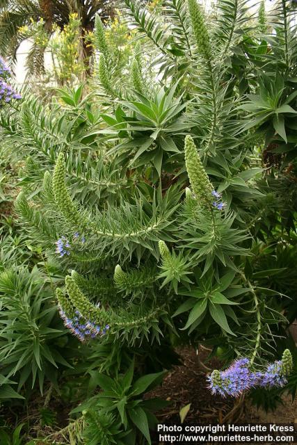 Photo: Echium pininana.