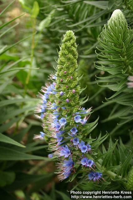 Photo: Echium pininana 2.