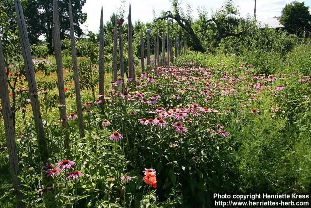 Photo: Echinacea purpurea 30.