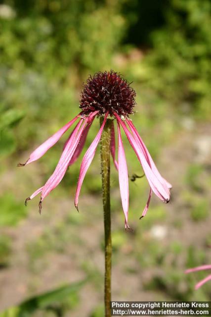 Photo: Echinacea pallida 13.