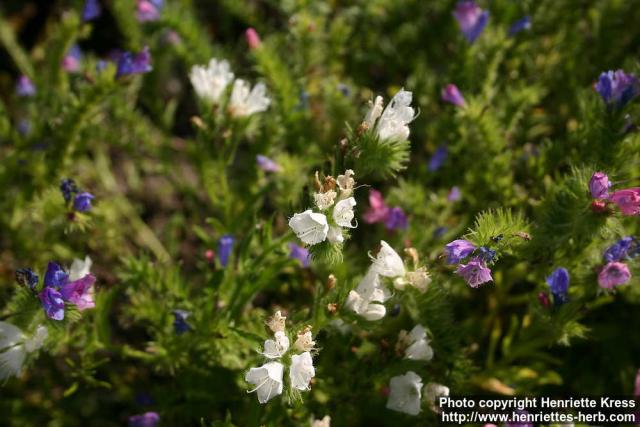 Photo: Echium plantagineum 3.