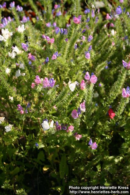 Photo: Echium plantagineum 4.