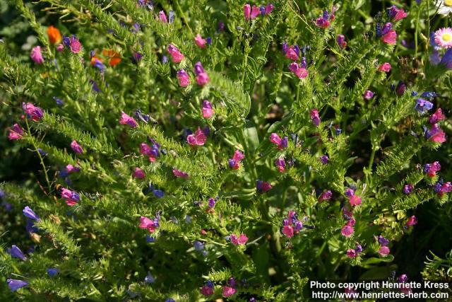 Photo: Echium plantagineum 6.