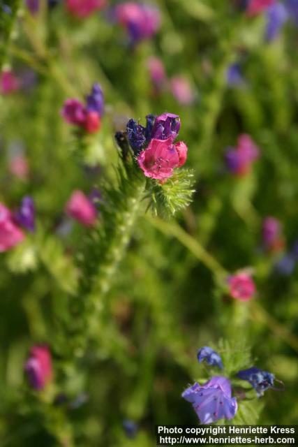 Photo: Echium plantagineum 7.