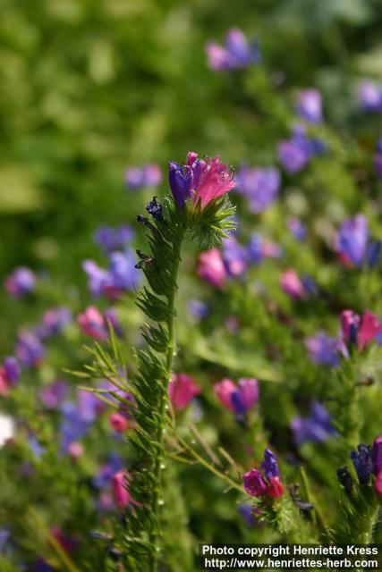 Photo: Echium plantagineum 8.