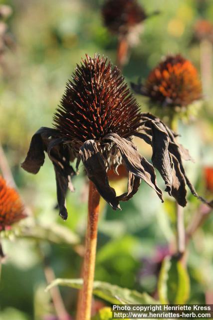 Photo: Echinacea purpurea 43.