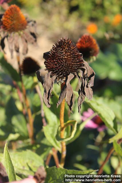 Photo: Echinacea purpurea 44.