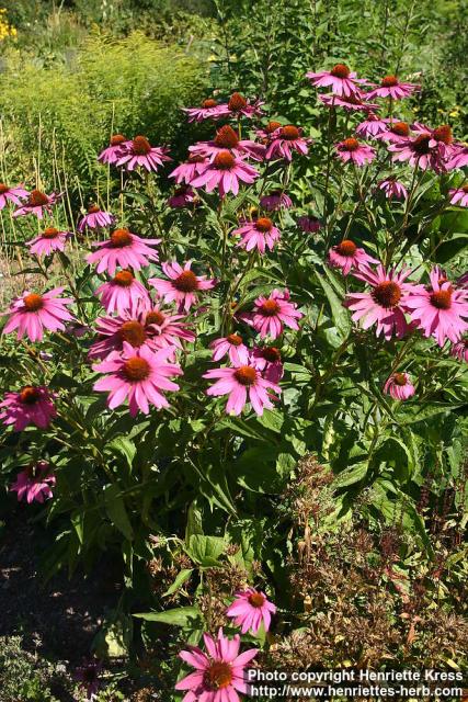 Photo: Echinacea purpurea 33.