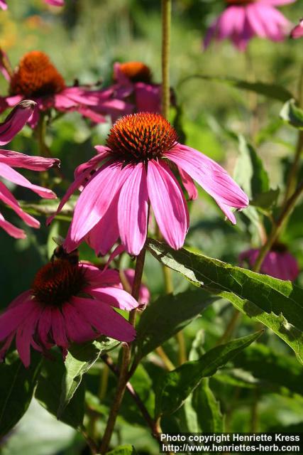 Photo: Echinacea purpurea 34.