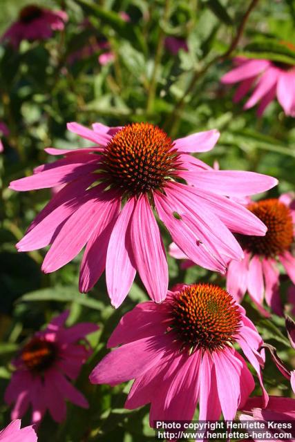 Photo: Echinacea purpurea 40.