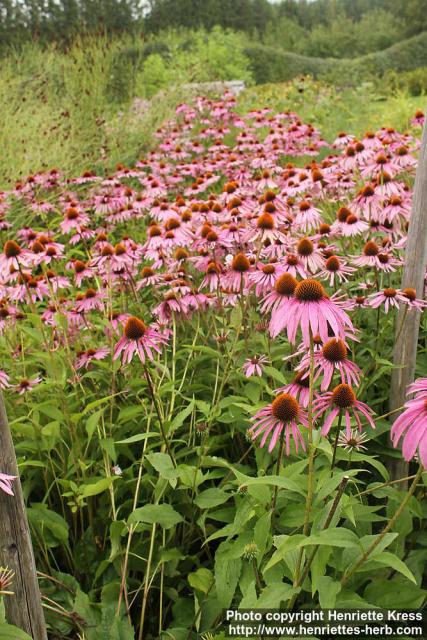 Photo: Echinacea purpurea 45.