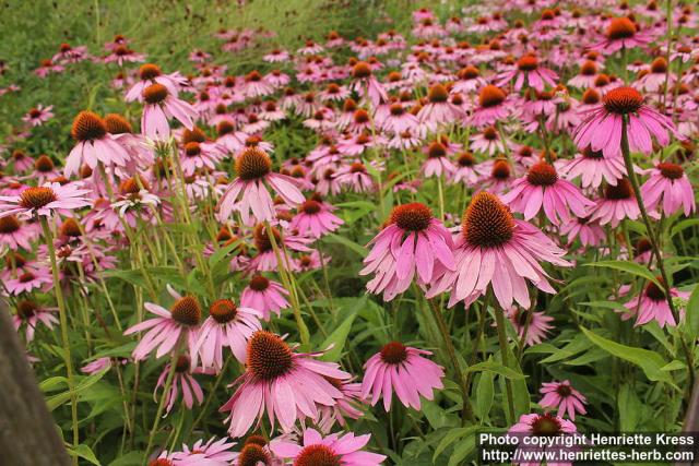 Photo: Echinacea purpurea 47.