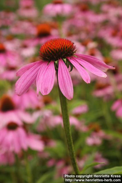 Photo: Echinacea purpurea 48.